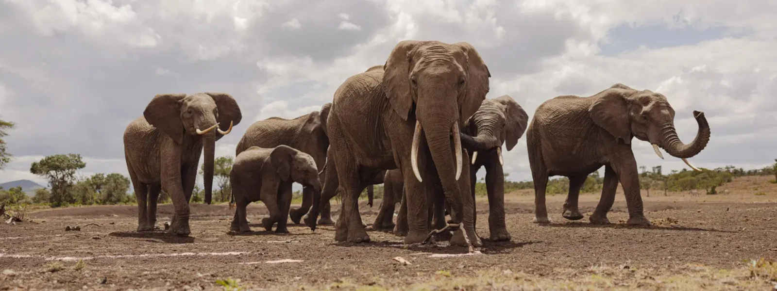 Ol Pejeta Conservancy is a renowned wildlife sanctuary in Kenya, known for its black rhino population, endangered species conservation, and unique wildlife experiences. Ol Pejeta Conservancy, located near the foothills of Mount Kenya, is one of Kenya’s leading wildlife conservancies and a world-famous sanctuary for endangered species. Spanning 360 square kilometers