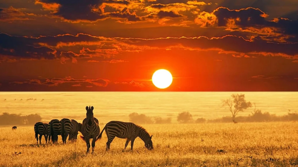 Embark on a journey with Wheel of Fun Tours and Travel and immerse yourself in the rich tapestry of East Africa. Our company was born out of a passion for showcasing the unparalleled beauty and cultural diversity of this vibrant region. With a dedicated team and a commitment to exceptional service, we aim to create unforgettable experiences for every traveler. From the inception of our innovative travel concepts to the personalized attention given to each guest, we invite you to join us in exploring the wonders of East Africa